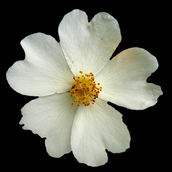 WIOSENNE PNG ROZMAITE - TINA_PURE_flower1.png