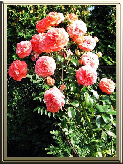 Kwiaty w oprawie - Róże 4R.jpg