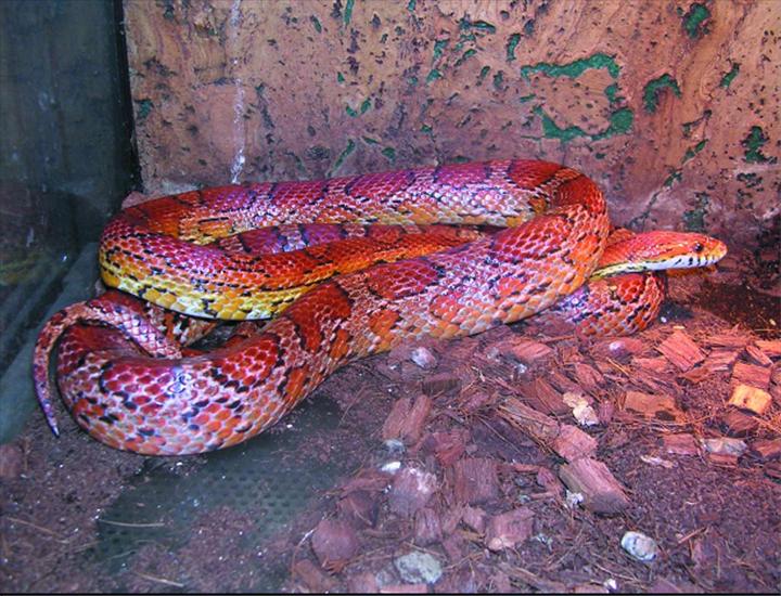 Węże, żmije - Wąż zbożowy - Elaphe guttata.jpg