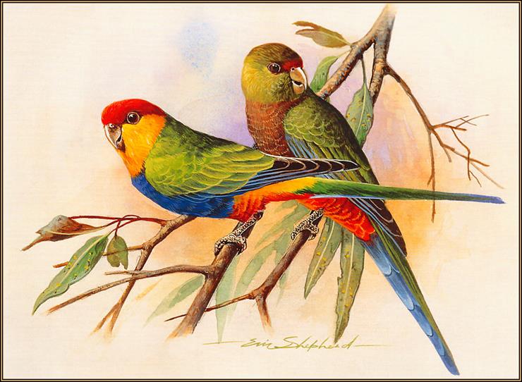 Ptaki malowane - Red CappedParrot.jpg