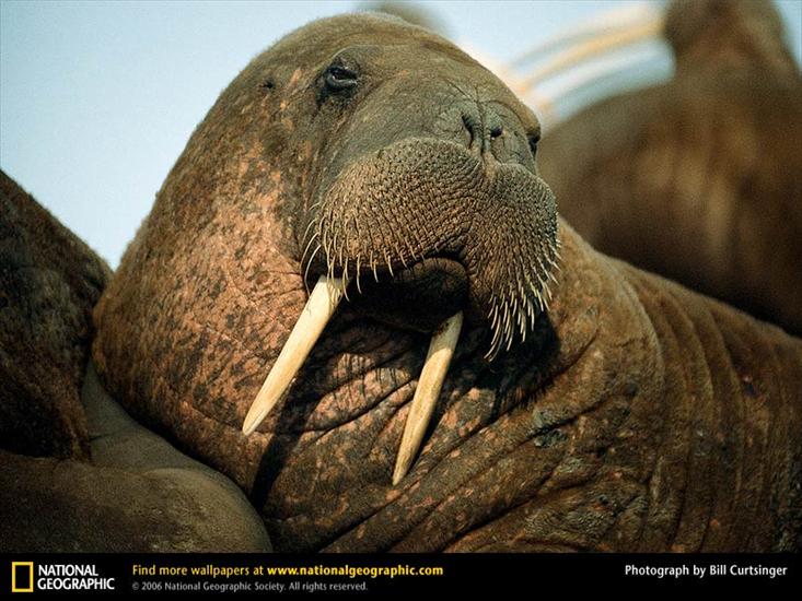 N_ G_FOTOGRAFIA_ - walrus-portrait.jpg