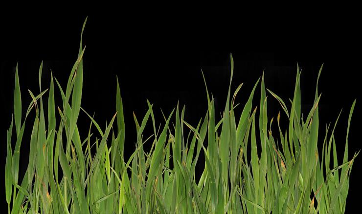 Trawa - grass8.png