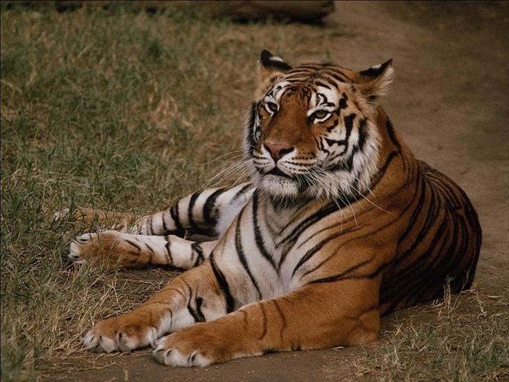 Tygryski - tigres_A 58.jpg