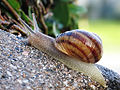 Galeria - 120px-Common_snail.jpg