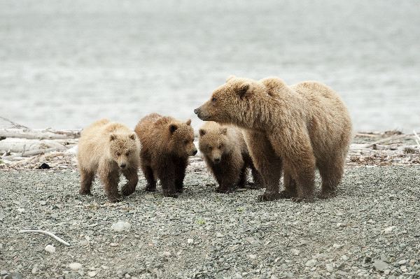 Grizzly - Mother_Grizzly_Bear_With_Cub_Triplets_600.jpg