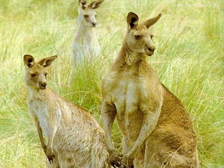 kangury - kangury.jpg