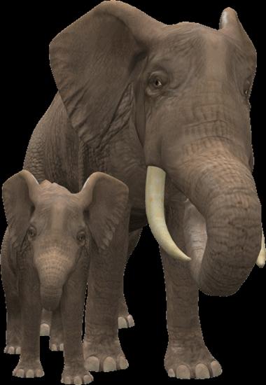 Zwierzaki - slon2.gif