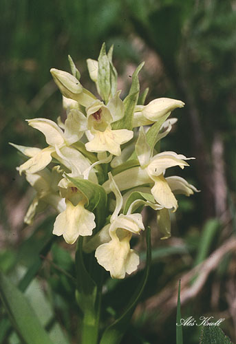 Orchideje - dacsamz1.jpg