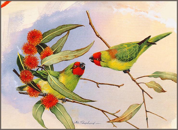 Ptaki malowane - Little Lorikeet.jpg