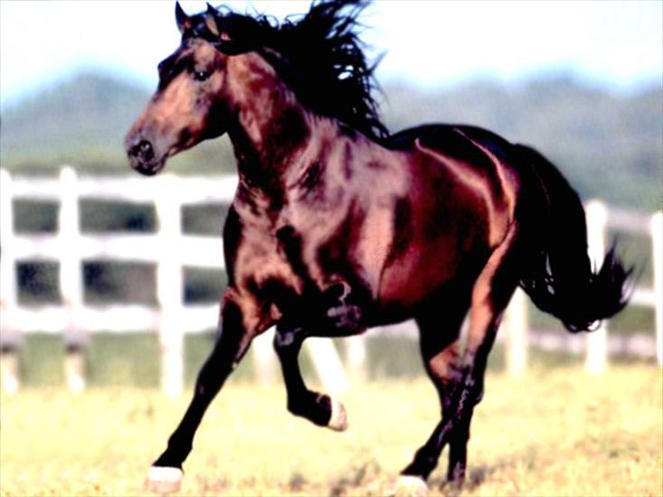Konie_________piękne konie - konie_43.jpg