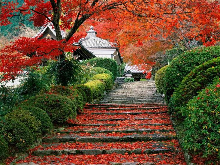 krajobrazy i natura - Garden Staircase, Kyoto, Japan.jpg