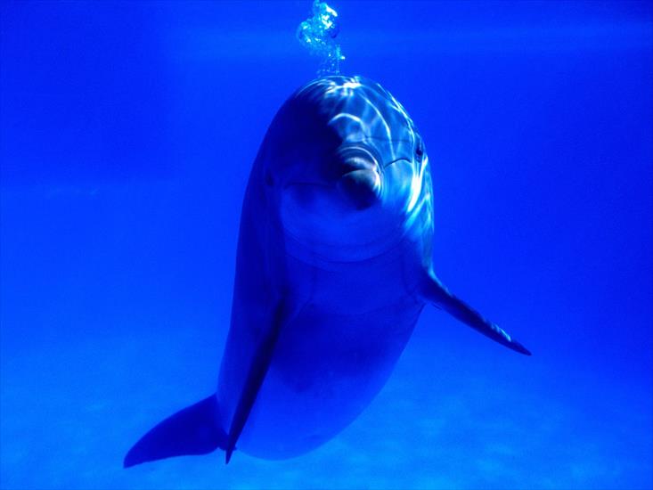 Morskie - Bright Idea, Bottlenose Dolphin.jpg