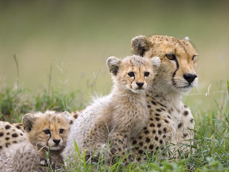 zwierzęta - Cheetah Mother and Cubs, Maasai Mara Reserve, Kenya.jpg
