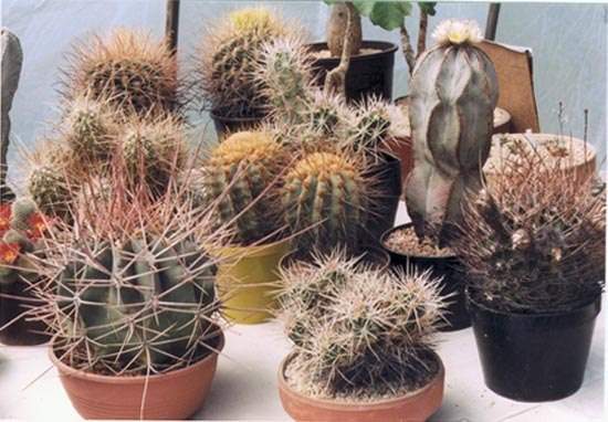 Kwitnące kaktusy - pk4.jpg