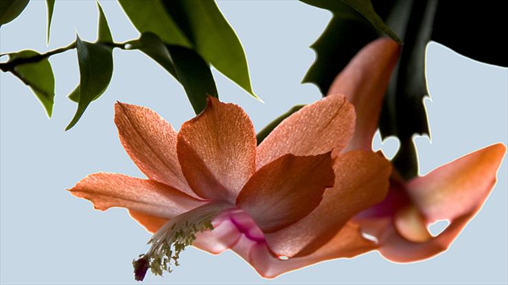 Kwiaty-makro - Kwiat kaktusa-GRUDNIKA2.jpg