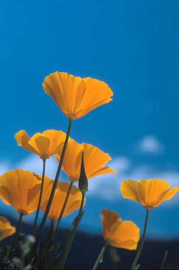 Webshots Collections - California Poppies, Siskiyou Mountains, near Ashland, Oregon  Scott Harding Photography.jpg
