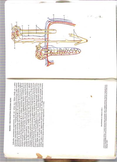 Mały Atlas Anatomiczny - Obraz 027.jpg