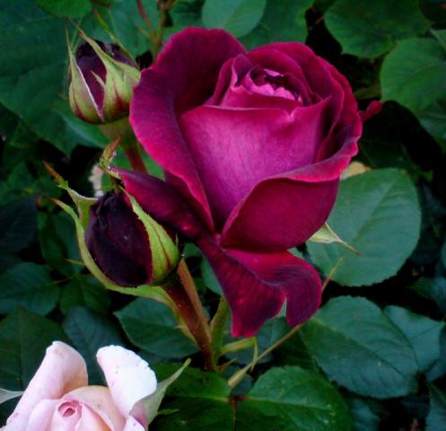 róże - roze_23705.jpg
