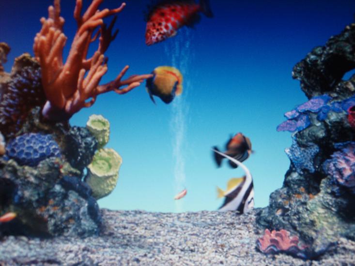 Akwarium koralowe i egzotyczne rybki na zdjęciach - 2009-09-16_01-42-12_P9163921.JPG