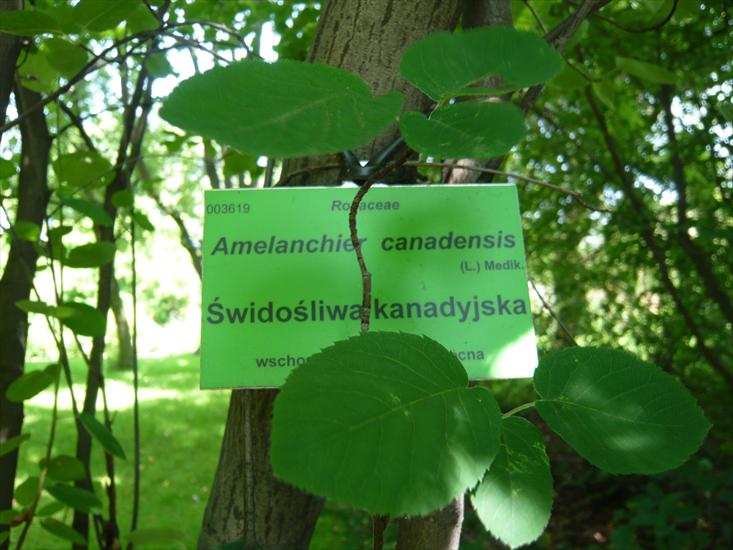Szata roślinna - Amelanchier canadensis - świdośliwa kanadyjska.JPG