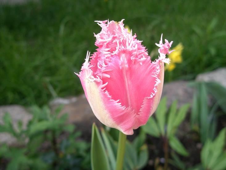 tulipany - P4210022.JPG