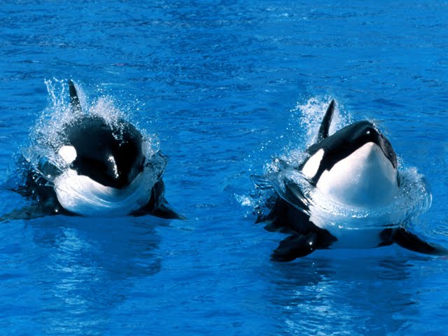 pływające - Treading Water, Killer Whale.jpg