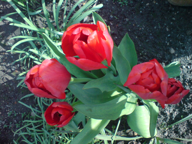 W NATURZE - tulipan pierasty.JPG