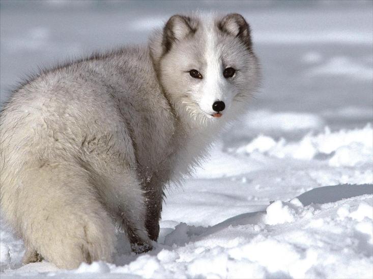 FAJNE GIFY OBRAZKI - Arctic Fox.jpg