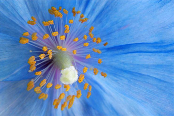 Webshots Collections - Blue Poppy  Don Paulson.jpg