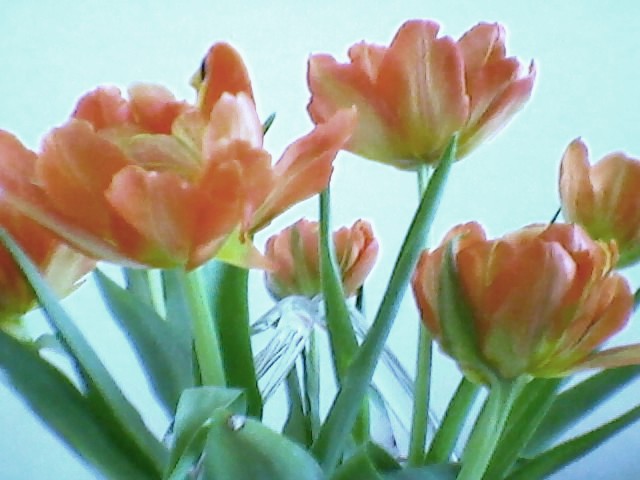 Moja fotogaleria - Czerwone tulipany.jpg