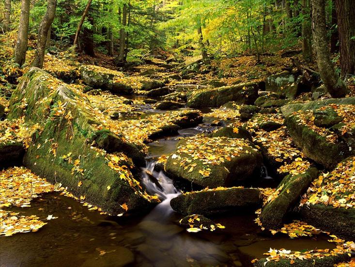 397 ujęć Natury HQ - Allegheny State Park in Fall, New York.jpg