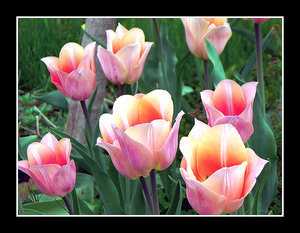 tulipany - kwia_137-1.jpg