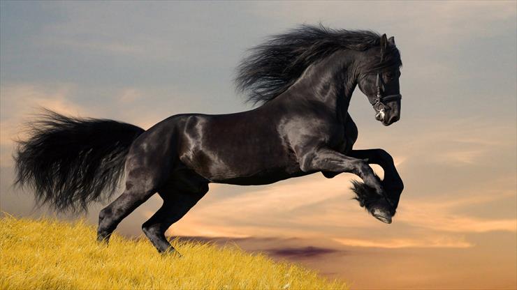 ANIMALS - amazing-black-horse-1920x1080-wallpaper-2901.jpg