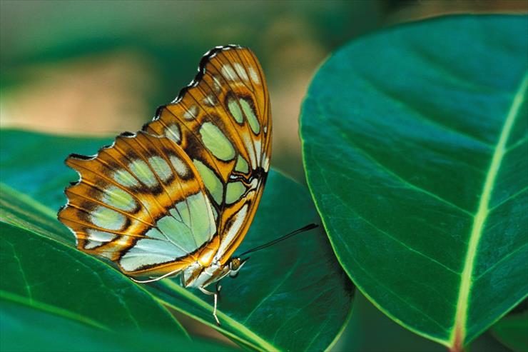 Butterflies - 04 - Malachite Butterfly.jpg