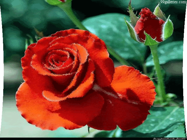 róże - rose21.gif