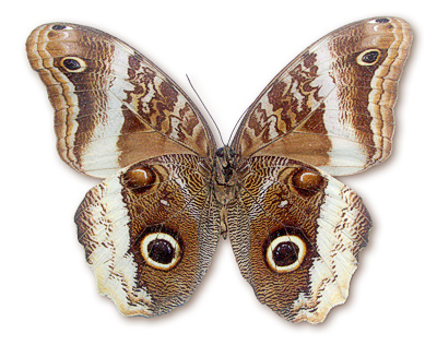 Motyle1 - 62.jpg