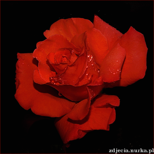Róże - Róża.gif