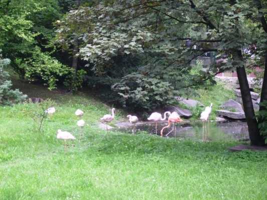 ZWIERZYNIEC - zdjecie,600,4321,niedziela-park-2-chorzow-flamingi.jpg
