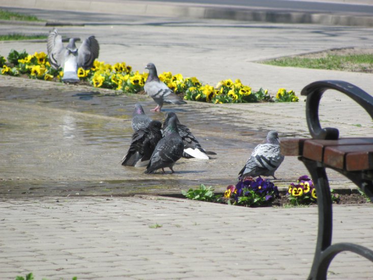 zwierzaki - gołębie koło fontanny.JPG