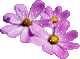 kwiaty - default3.gif