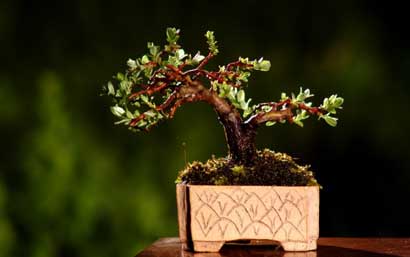 BONSAI - 6479.jpg