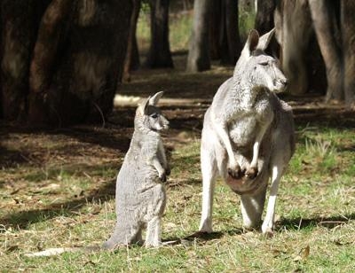 przyroda - kangury.jpg