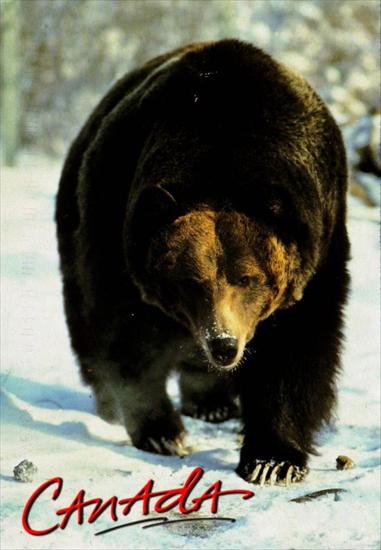 Zwierzeta zamieszkujace Kanade - canada-animals-bear.jpg